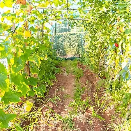 Myrto Hébergement de vacances Kyparissia